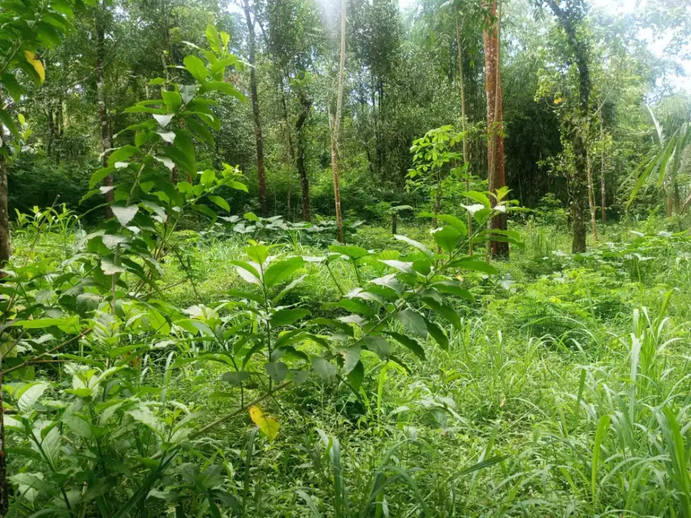 jual tanah di sleman utara