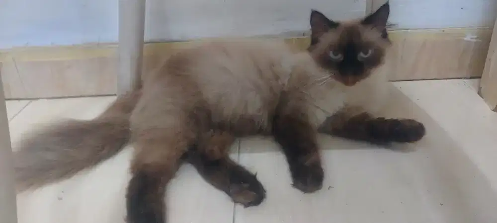 Kucing ras himalaya