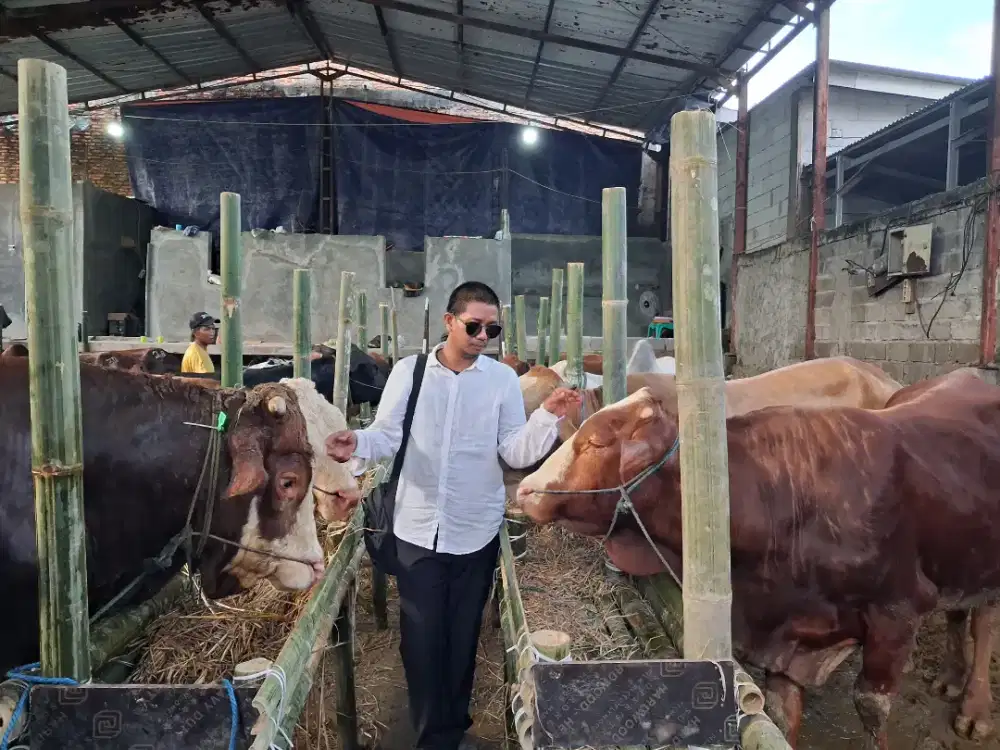 Jual Sapi Qurban