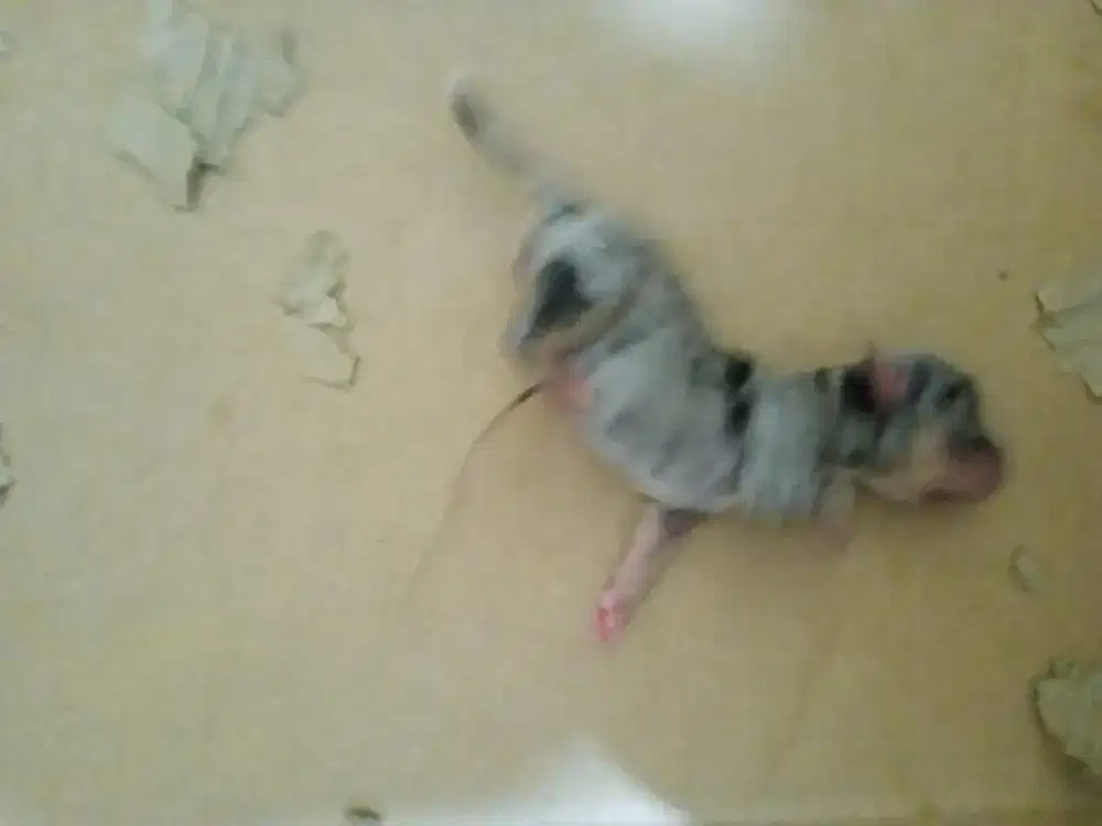 Chihuahua, ada banyak warna merle