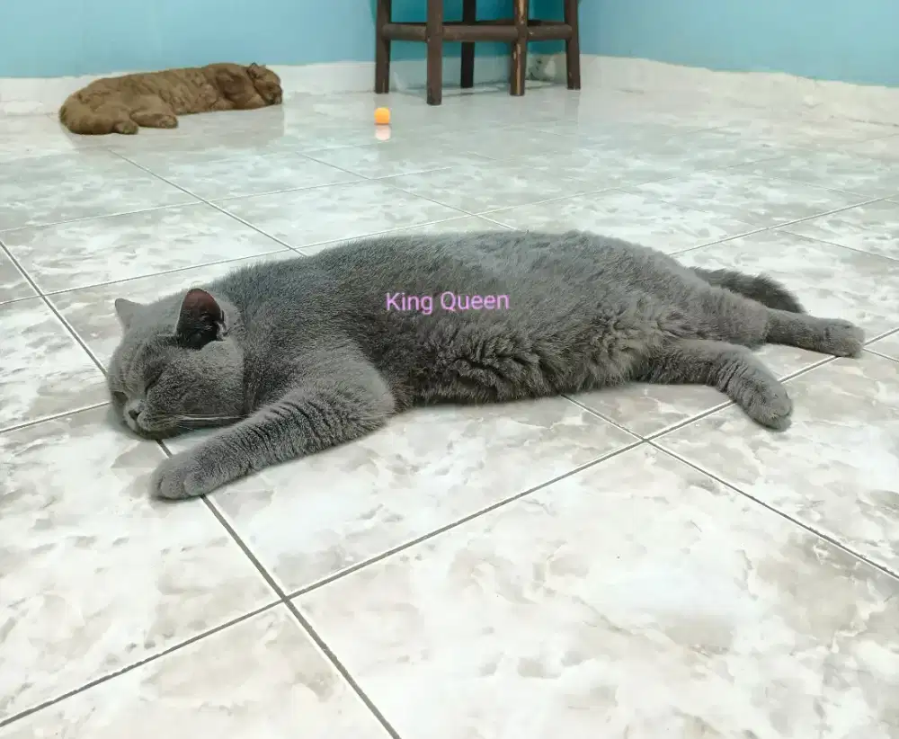 Kucing BSH British Shorthair Blue Solid Betina Badan Besar Ped WCF