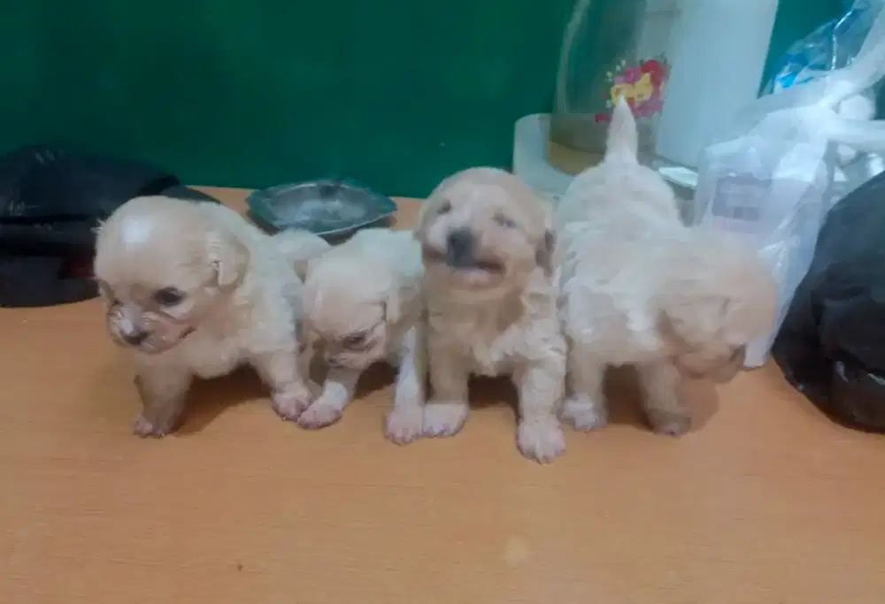 Jual puppy's Maltipo