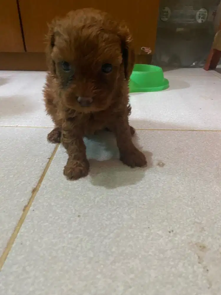 Red toy poodle jantan