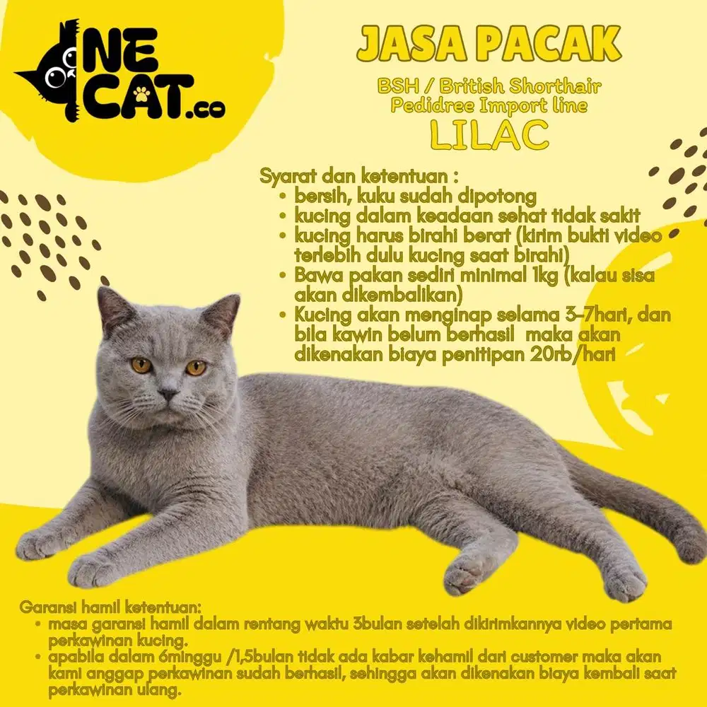 JASA PACAK BSH Pedidree Import line | LILAC