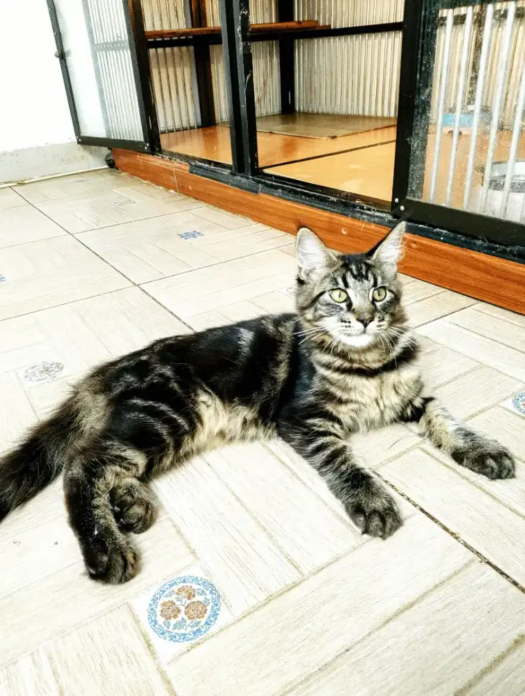 Kitten mainecoon betina pure bkn mix. Induk oed cfa Maine Coon