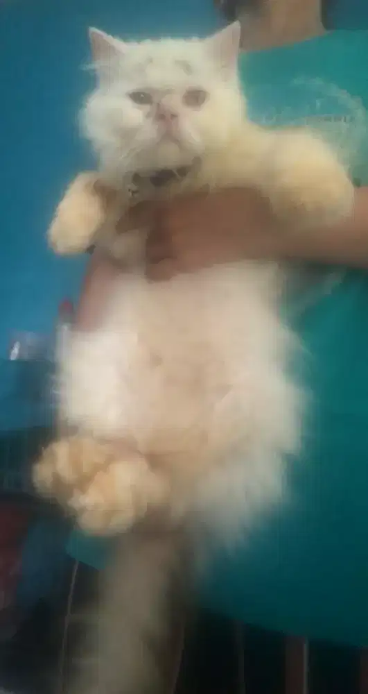 Kucing betina exotic birahi