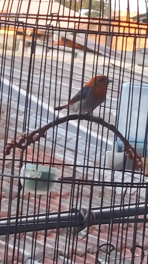 burung kemade cabe jawa