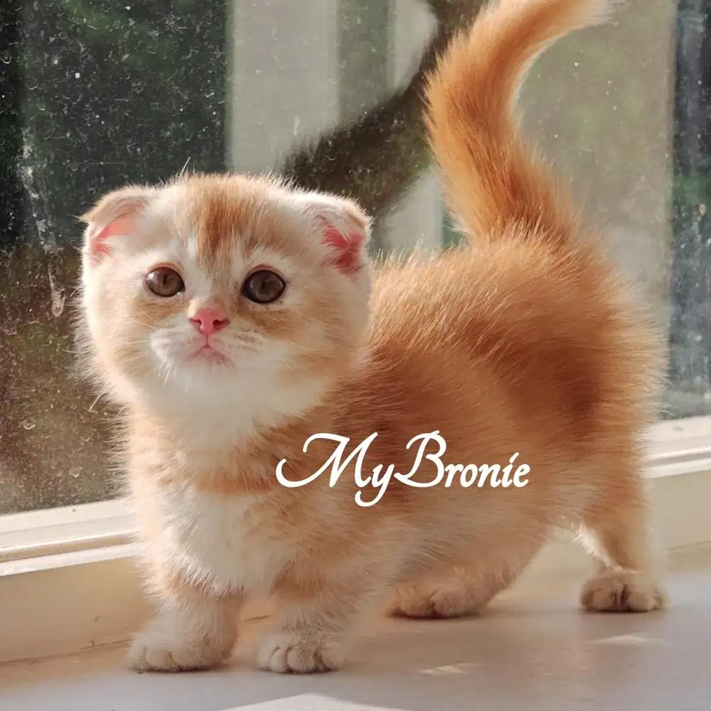 Kucing munchkin gaelic fold jantan