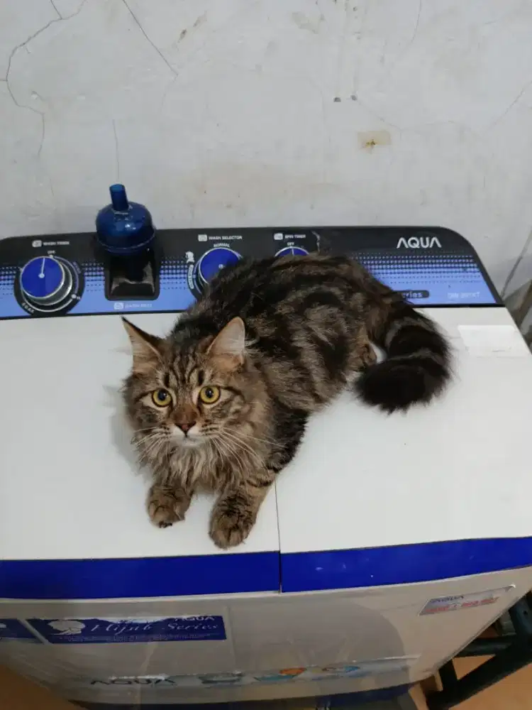 Over adov anabul Persia mujaer jantan 10bulan