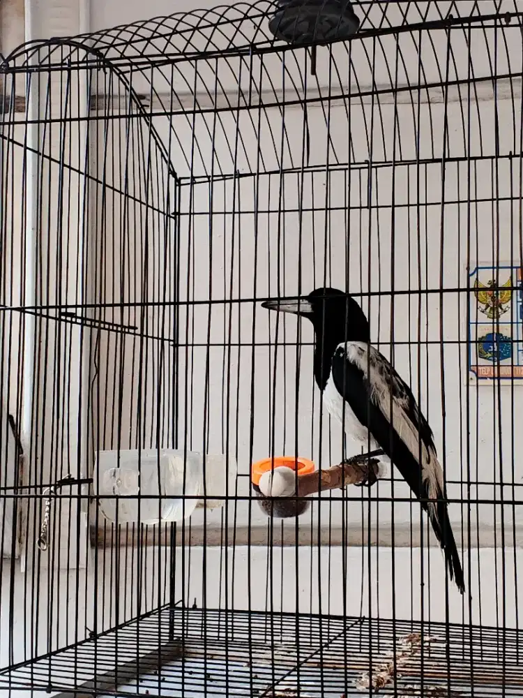 Burung Jagal Body Big