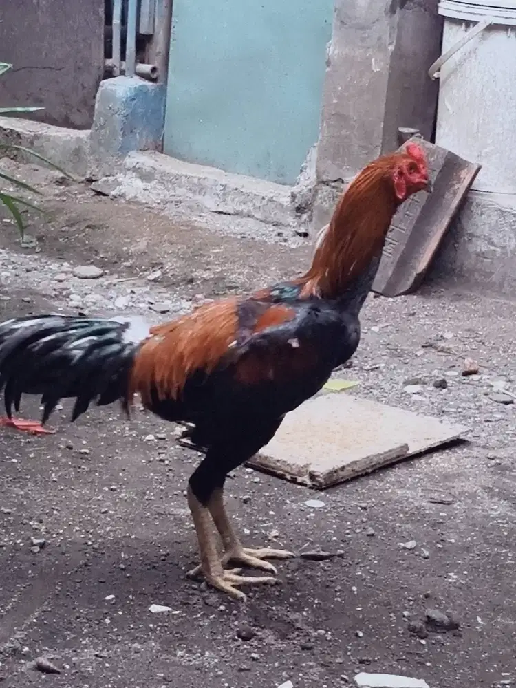 Dijual ayam jago jowo alusan