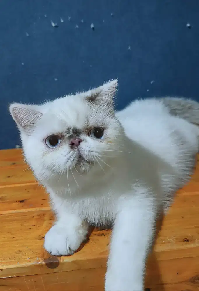 Kitten exotic shorthair betina