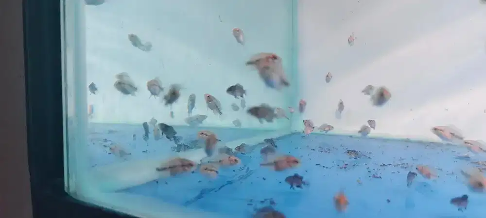 Budayakan anakan Cencu Starlight