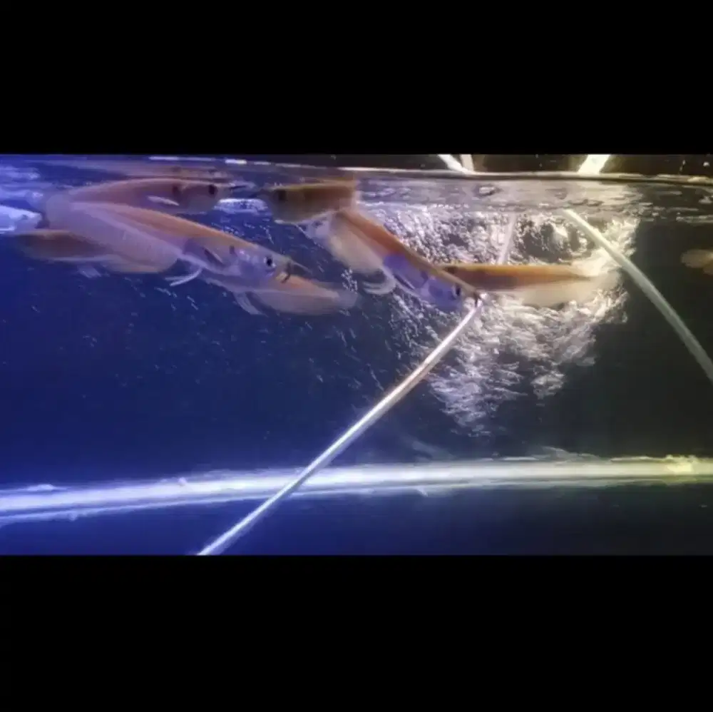 Ikan hias predator arwana silver 8-9cm