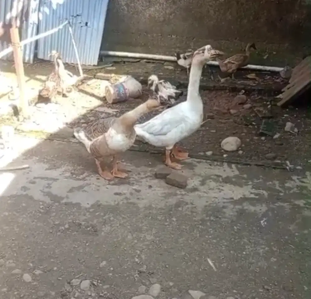 angsa sepasang siap produksi