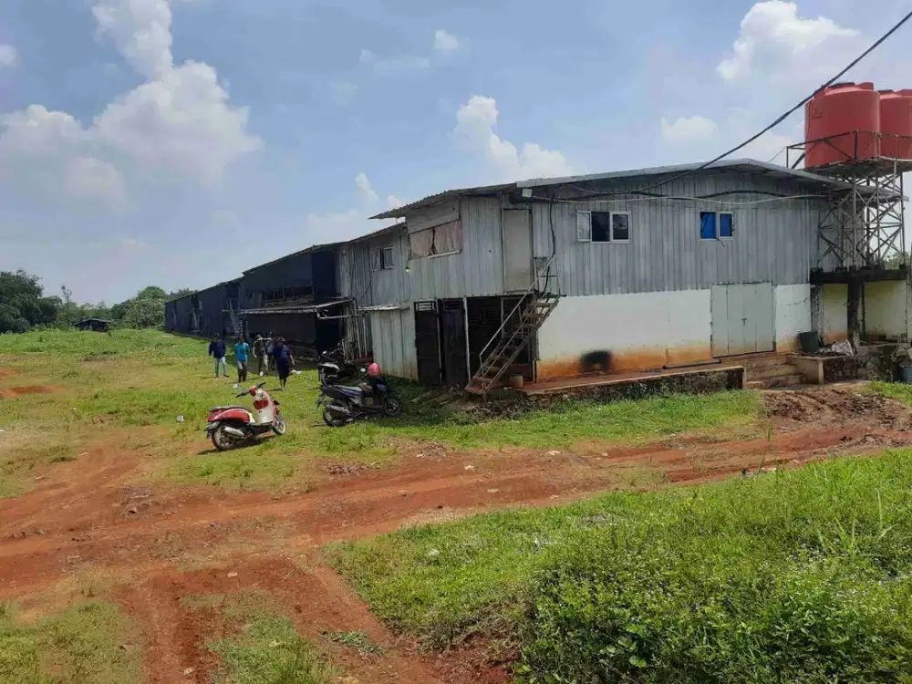 Kandang ayam Broiler Subang