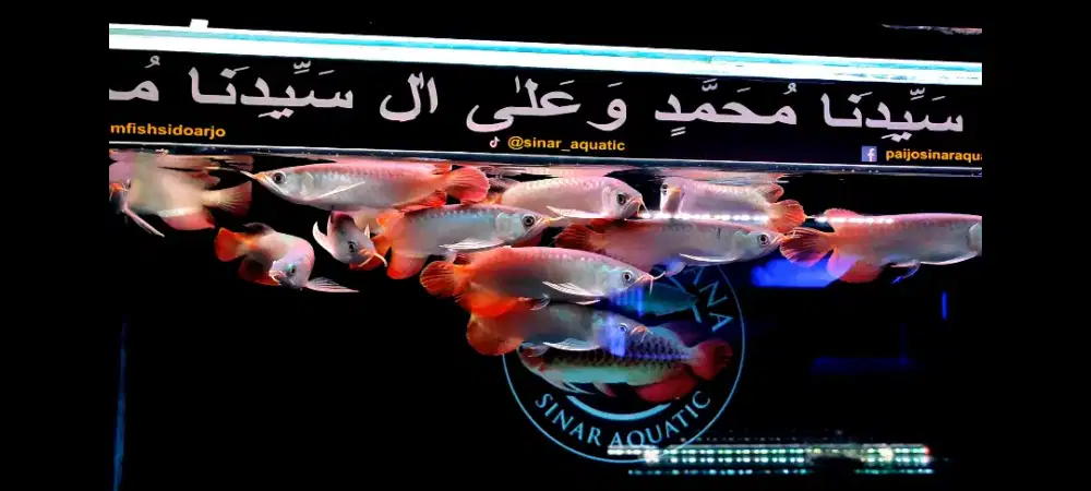 Arwana Super Red Resmi size 20 cm Spesial