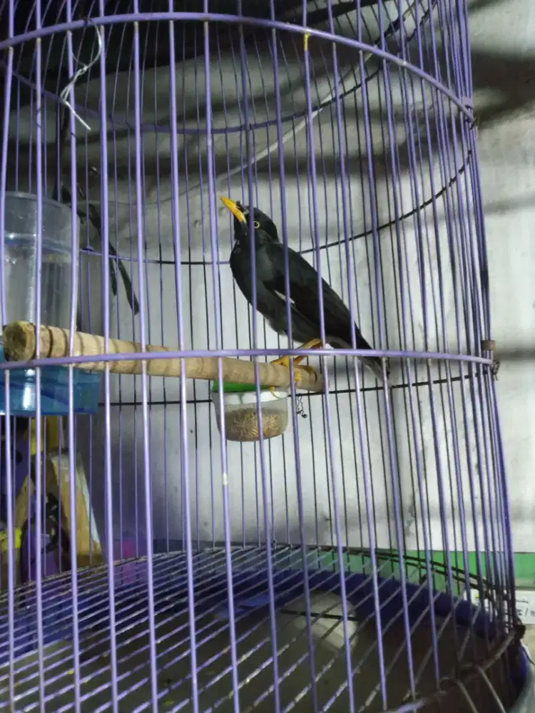 Jual jalak kebo full set