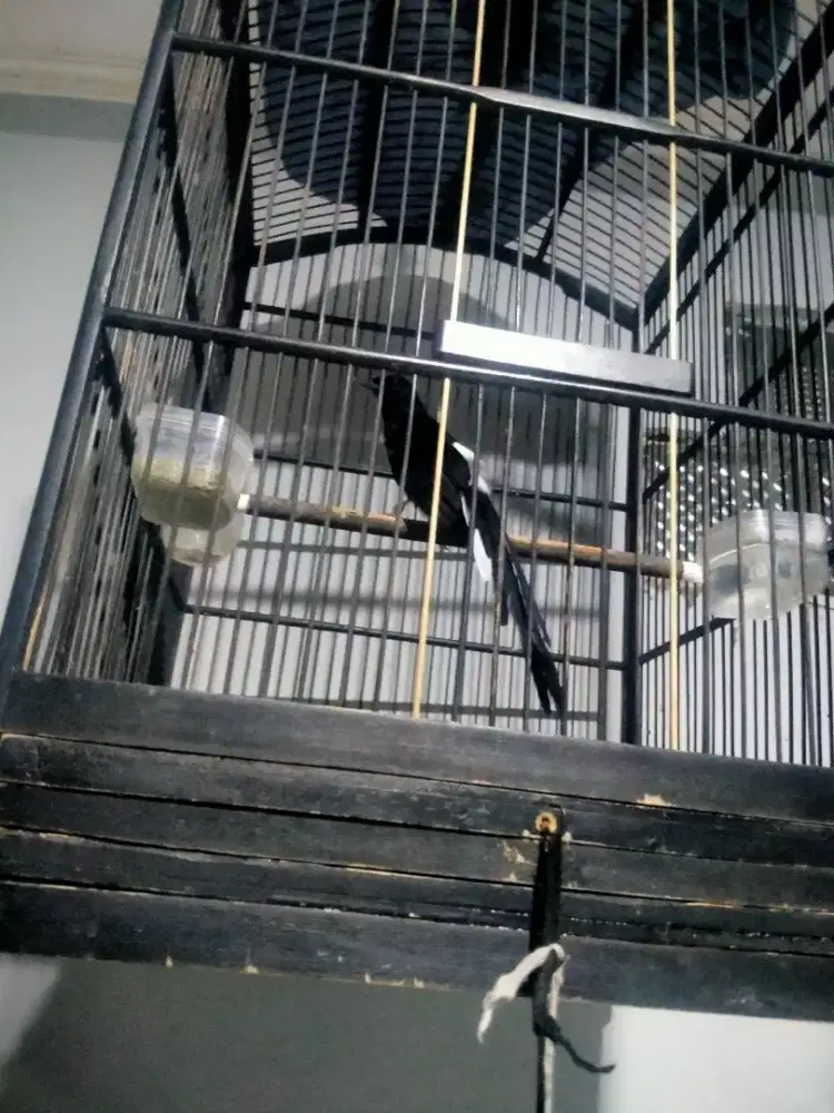 Murai batu dewasa 3 kali mabung