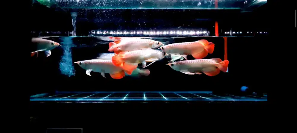 Arwana Super Red Sepauk Spesial