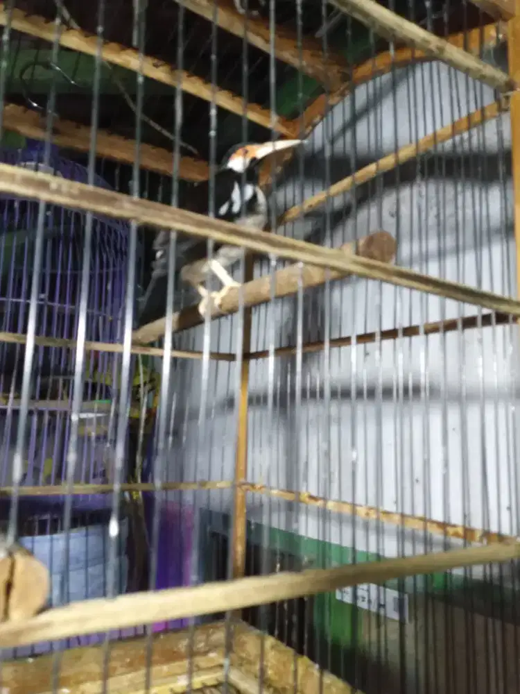 Jual jalak suren gacor  jual full set