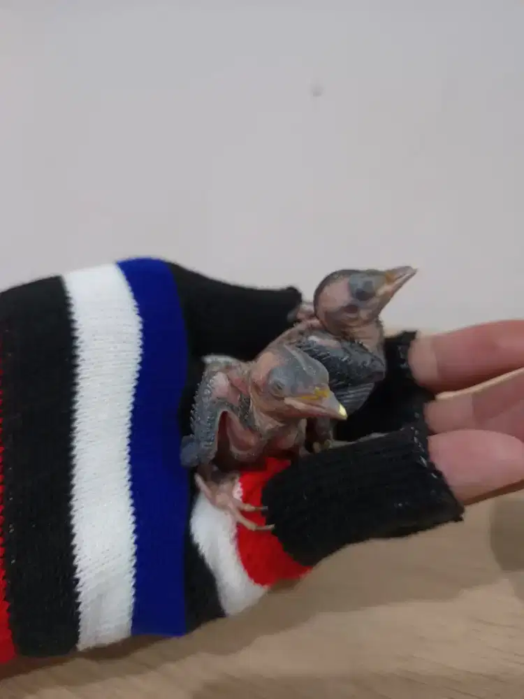 Anakan lolohan burung pltk beras