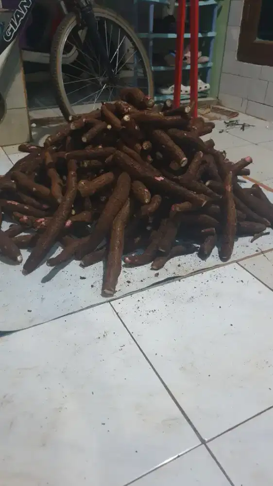 Singkong hipuu hasil bumi