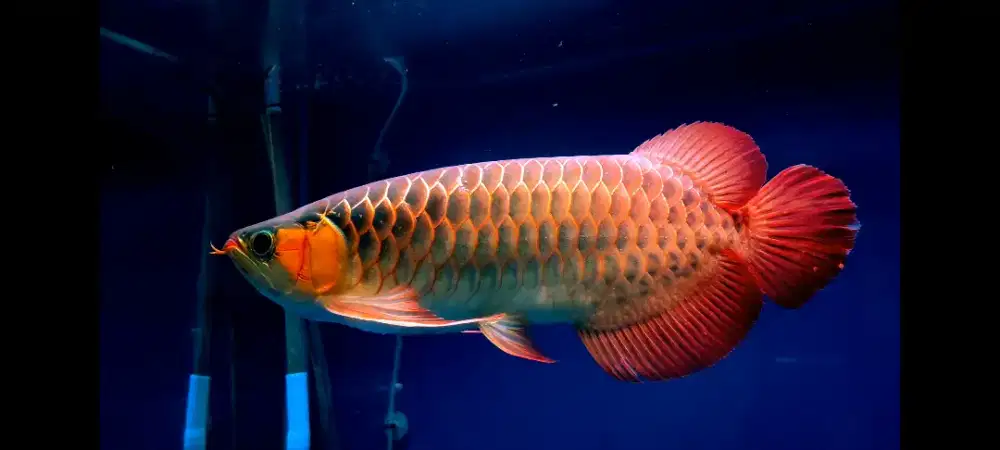 Arwana Sepauk Dayung Setan