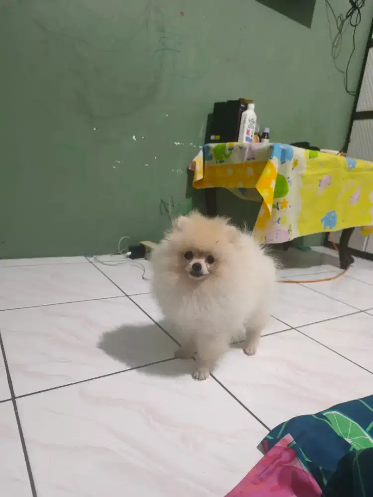 Super minipom jantan 3 bulan