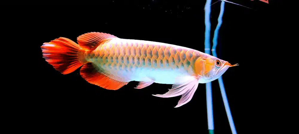 Arwana Super Red Spesial Ekor Uban