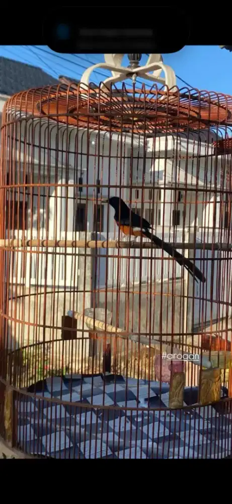 Burung murai batu dewasa