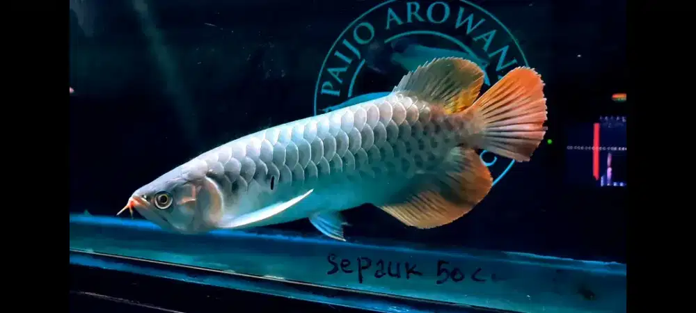Arwana Super Red Resmi
