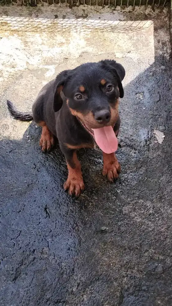 Rottweiler betina Stb-Vaksin Big