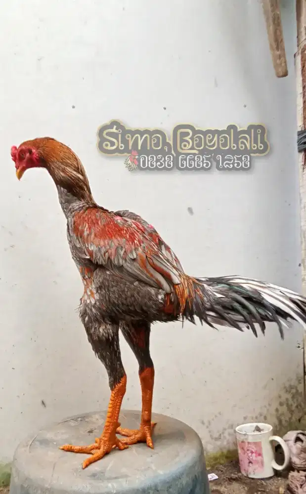 Ayam Bangkok x Pakhoy