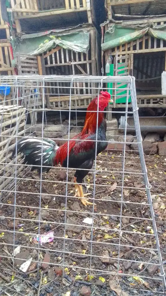 Peranakan BK Klasik x Pama, Usia 8 bln, Ukur 7 bahu tebal