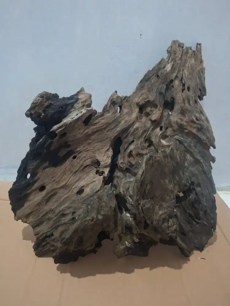 Kayu Rentek Gunung, Kayu Fosil Untuk Kolam Taman, Aquarium,Aquascape