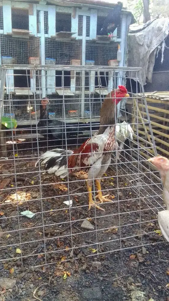 Ayam muda Peranakan pemacek plucker x biang Shamo, type ayam pukul