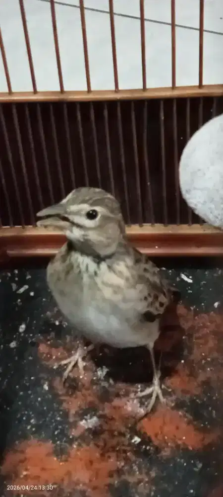 Calandra lark mulus sehat, bunyi msh semau nya