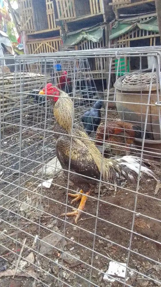 Pemacek 2x mabung,baru tuntas mabung ke 2,kawin dodokan bisa,liar bisa