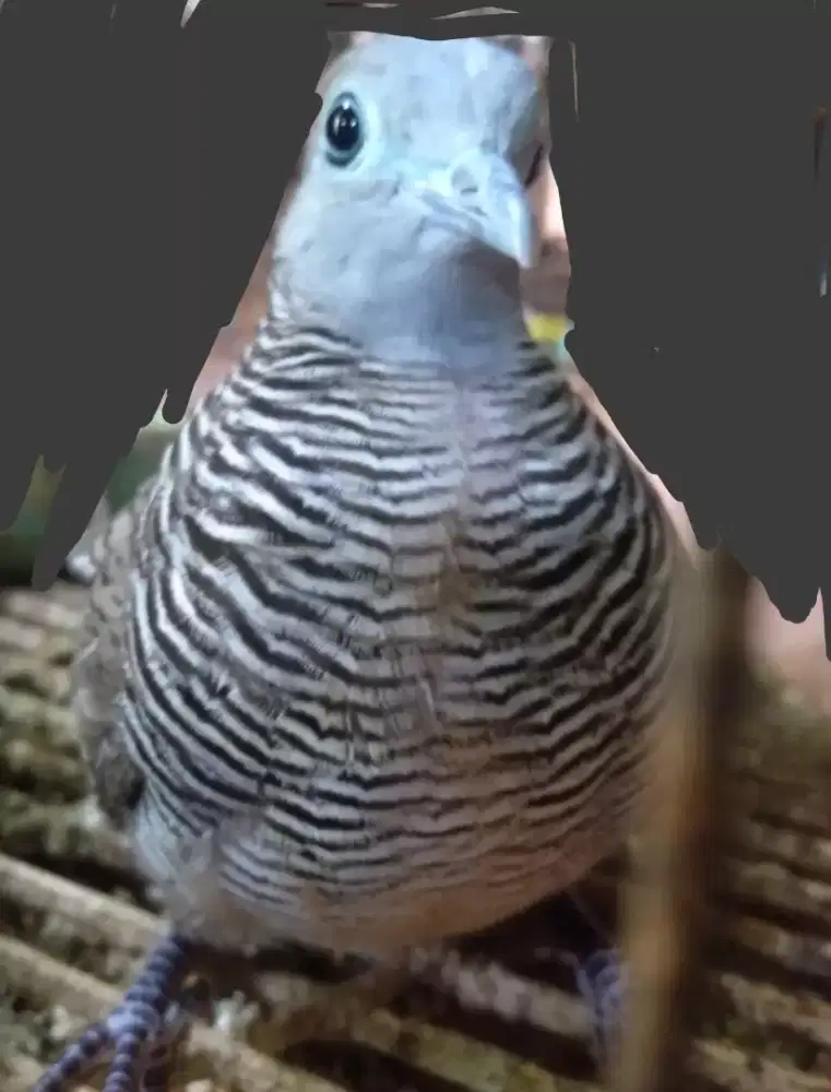 Perkutut kalung tepok lokal super