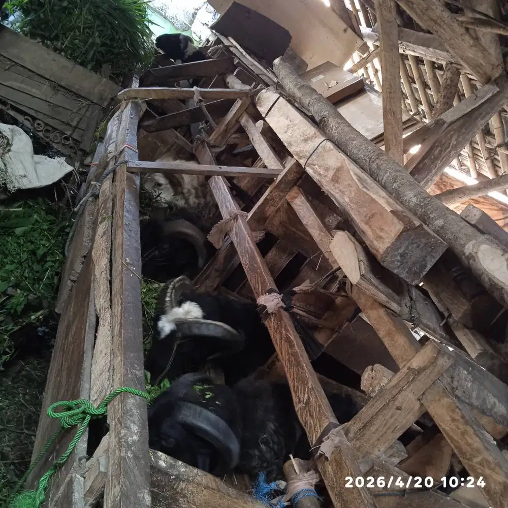 Jual domba qurban dan aqiqah