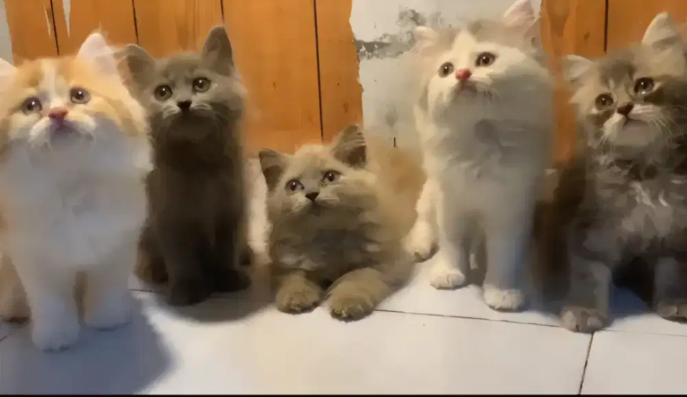 Kucing kitten persia 6 ekor / himalaya / anggora / flatnose / peaknose