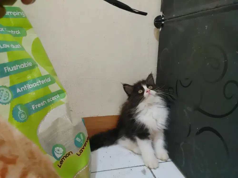 Kucing kitten persia 4 ekor / himalaya / anggora / peaknose / flatnose
