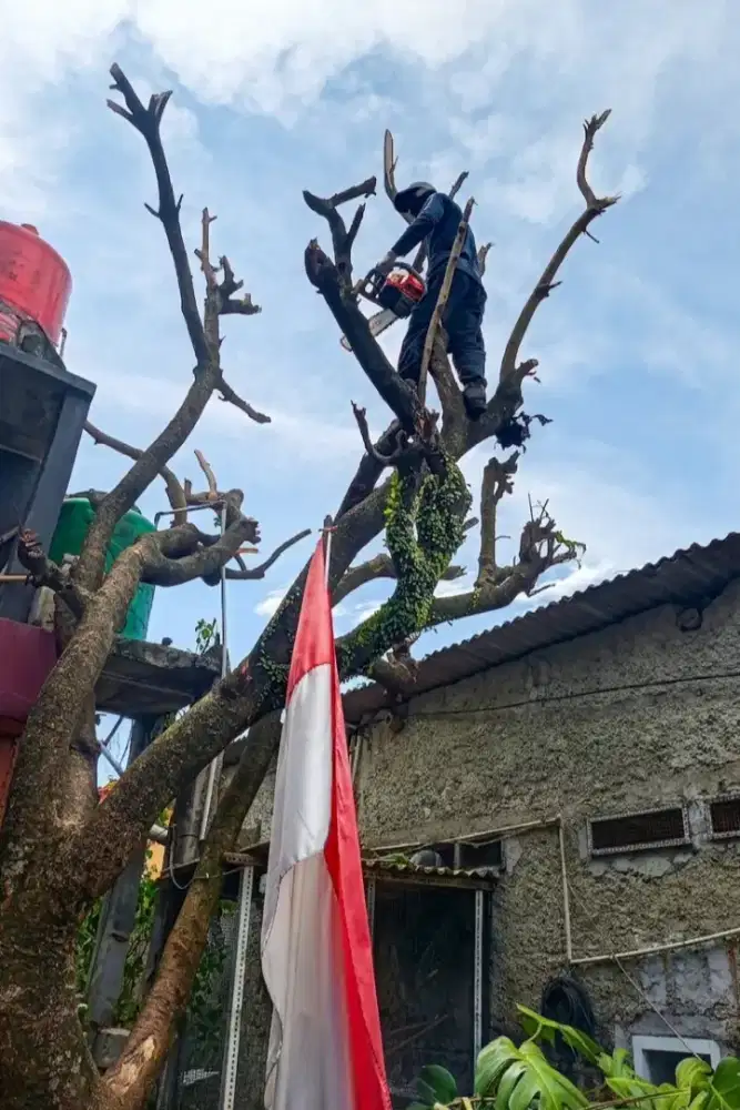 jasa tebang pohon profesional