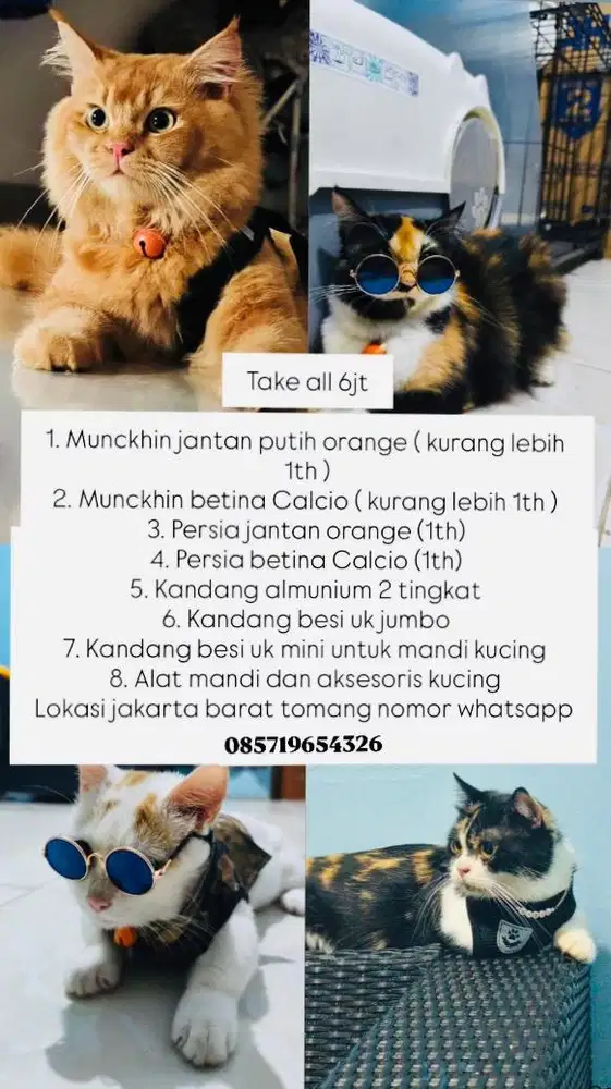 Kucing munchkin&persia