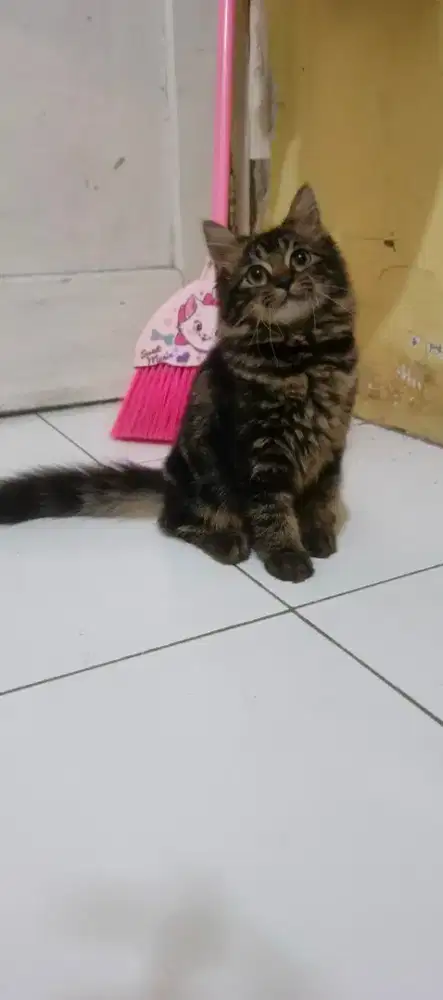 kitten/anak kucing Persia marble betina