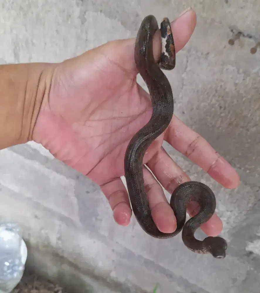 Warna joss makan lahap