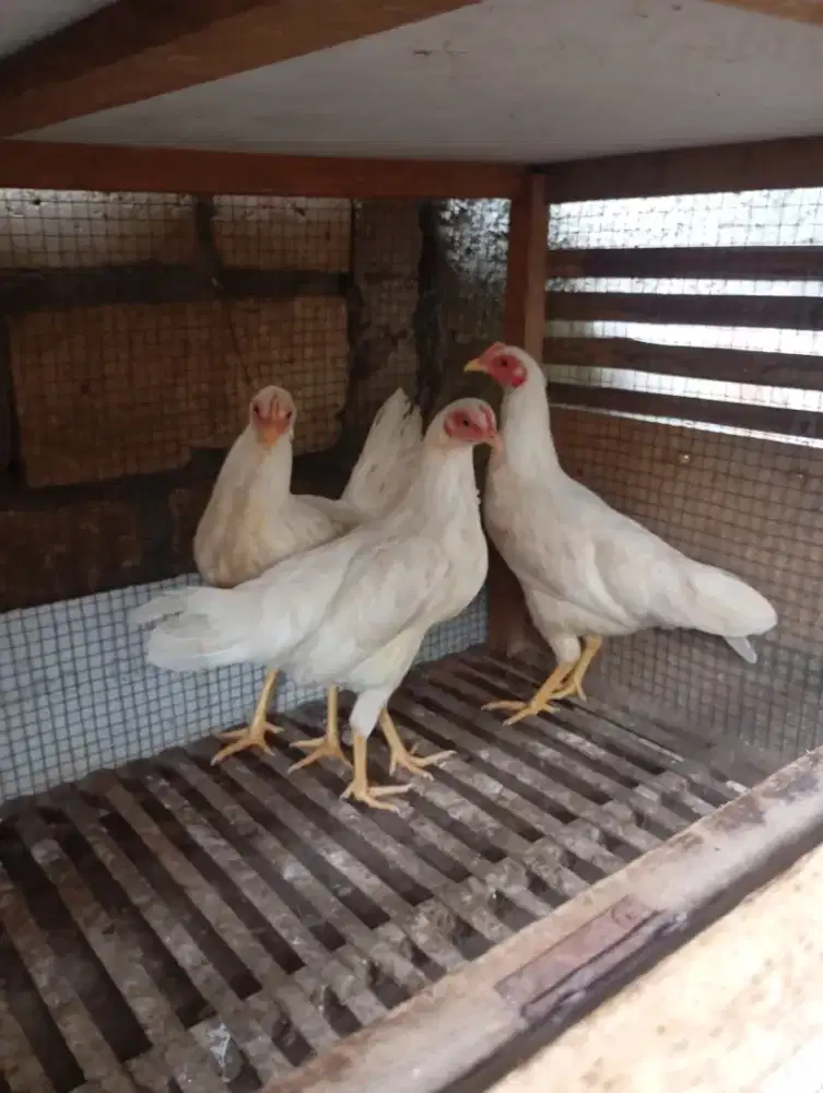 Ayam kampung putih betina remaja dere
