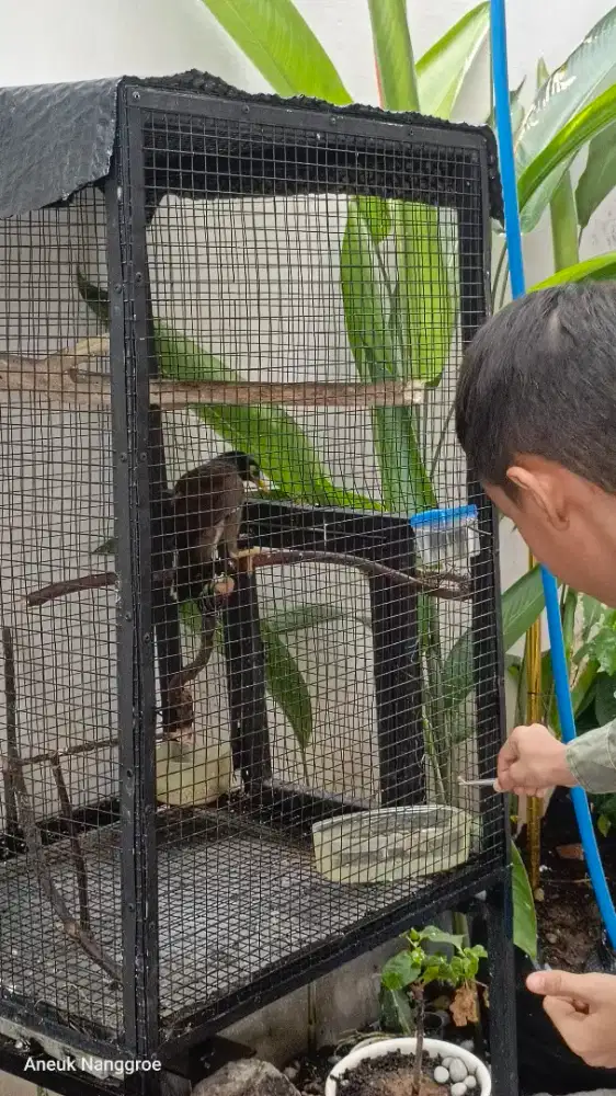 Jalak belong atau Jalak Nias