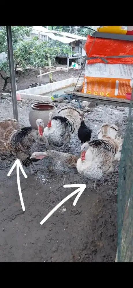 Jual 2 kalkun dewasa jantan